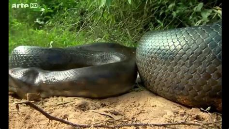 Worlds Biggest Snake Found In Amazon River Youtube