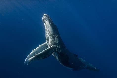 Humpback Calf Whale Underwater Photos Ocean Creatures