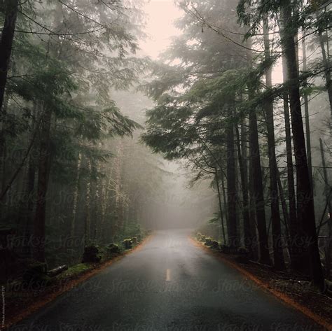 A Foggy Road Running Through The Woods Stocksy United