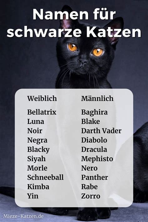 Katzennamen Weiblich Schwarze Katze Information Online