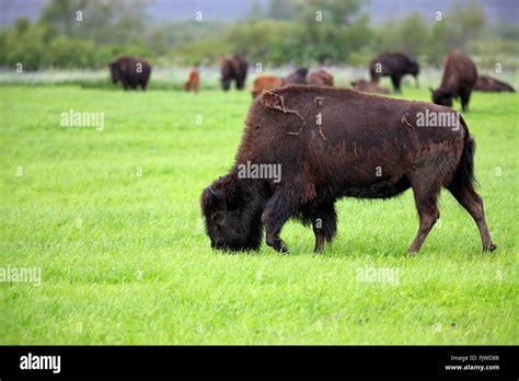 Wood Bison Adult Feeding Alaska Wildlife Conversation Center