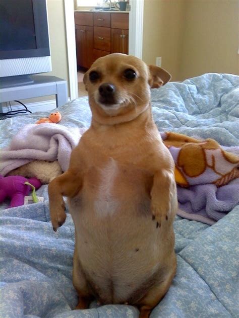 Hilarious fat dog pun memes. LOL cute fat dogs chihuahua chubs lnikhomvan •