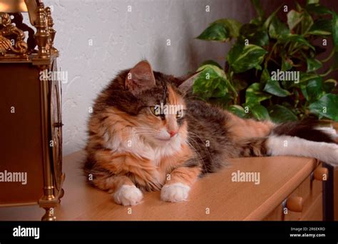 Norwegian Forest Cat Silver Tortie White Stock Photo Alamy