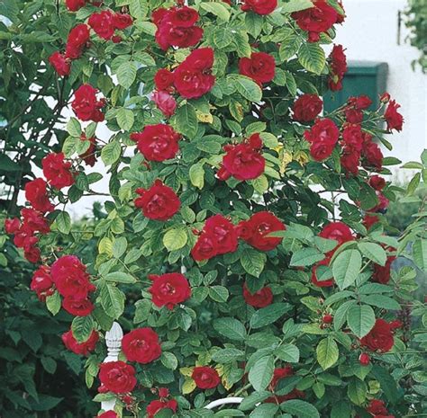 Planter Full Sun 6 Hours Direct Sun Roses At