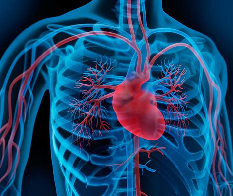 Das Herz Funktion Und Anatomie Ratgeber Herzinsuffizienz