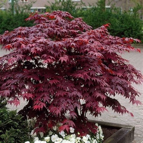 Acer Palmatum Atropurpureum Bloodgood Deep Purple Japanese Maple