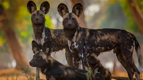 Whats In A Name Why We Call Them Painted Wolves Bbc Earth