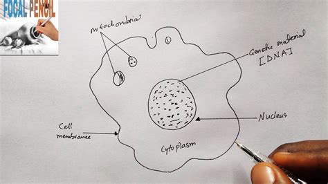 How To Draw White Blood Cell Neat Diagram Of White Blood Cells Youtube