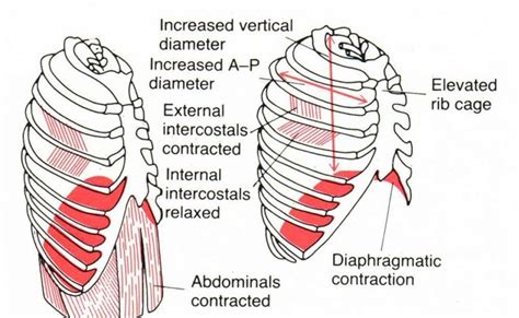 Rib Cage Muscles Anatomy 8 Muscles Of The Spine And Rib Cage
