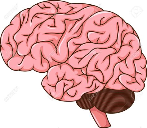 Human Brain Pictures Clipart 10 Free Cliparts Download Images On