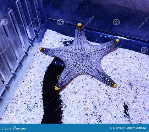 Real Starfish Stock Photo Image Of Travel Exotic Caribbean 67199232