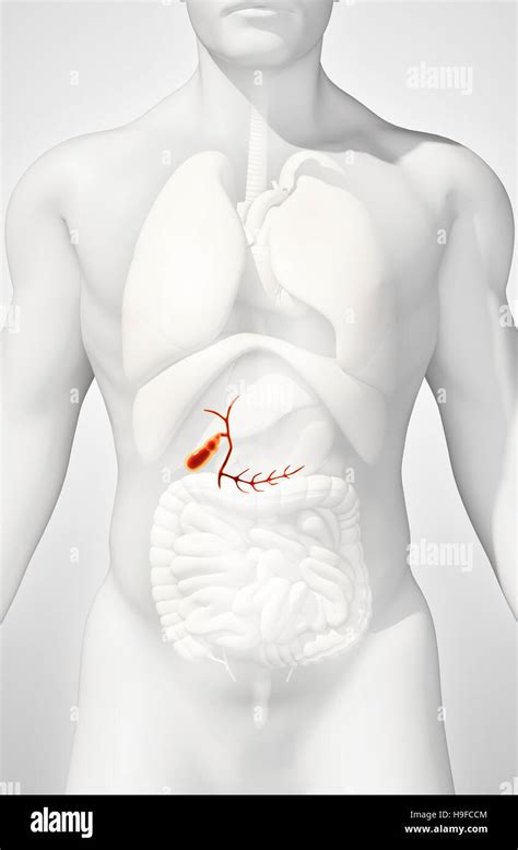 3d Illustration Of Male Gallbladder X Ray Medical Concept Stock Photo