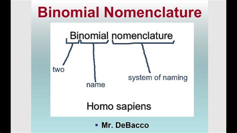 Nomenclatura Binomial