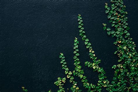 2560x1080px Free Download Hd Wallpaper Green Leaf Vines On Black