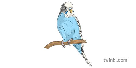 Budgie Budgerigar Papegaai Parakeet Bird Troeteldier Ks2 Illustration
