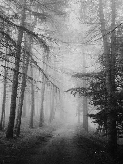 Snowy Road Haunted Forest Dark Forest Magical Forest