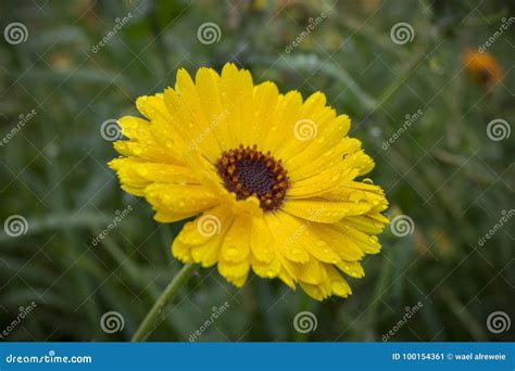 Closeup Of Beautiful Yellow Flower Stock Image Image Of Garden