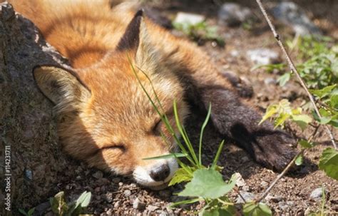 Cute Fox Puppy Sleeping Red Fox Vulpes Vulpes Cub In Portrait Sweet