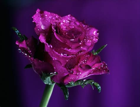 Buy purple roses from the uk online florist of choice and rose delivery experts. Purple Rose Background Wallpaper | Purple Rose HD Images ...