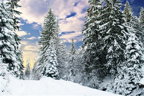 Winter Fir Tree Forest ~ Nature Photos On Creative Market