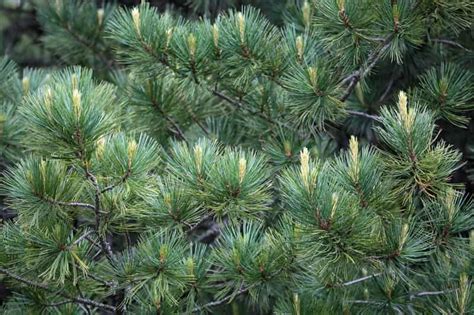 Sosna Limba Pinus Cembra Opis Odmiany Uprawa Pielęgnacja Choroby