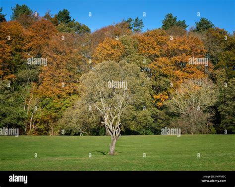 Autumn Trees Uk High Resolution Stock Photography And Images Alamy