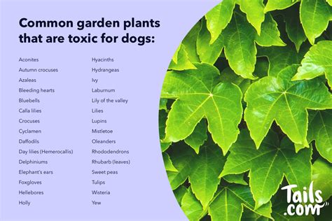 Poisonous Plants For Dogs Identify And Eliminate Dog Dwell