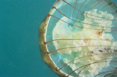 Brown Jellyfish Nereocystis Flickr