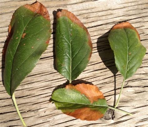 I googled it and most mention insects and molds, but i don't see any evidence. Leaves on Apple Hybrid Tree Turning brown around the edges