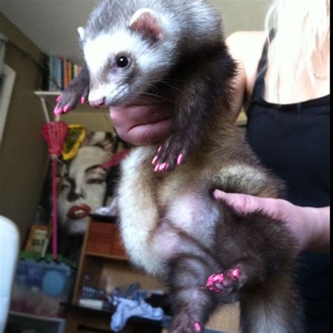 A Ferret Is Being Held By A Woman With Pink Nail Designs On Her Hands