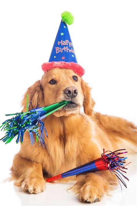 Pin By Marie Briggs On Celebration Photos Dog Party Dog Lovers