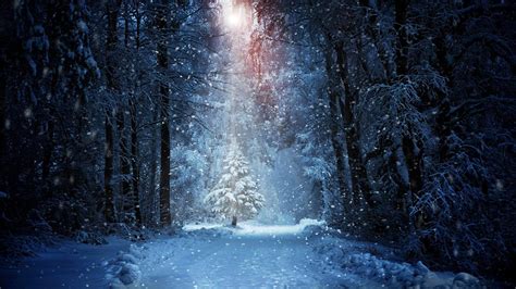 Winter Night Forest Wallpapers Top Free Winter Night Forest Backgrounds Wallpaperaccess