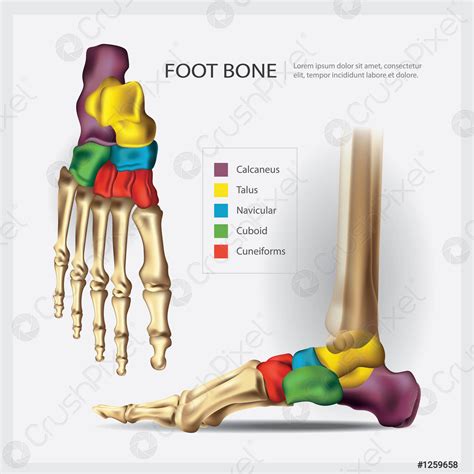 Foot Bone Anatomy Vector Illustration Stock Vector Crushpixel