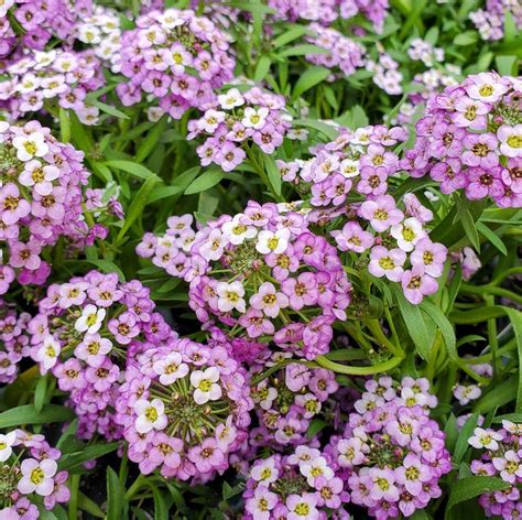 20 Best Ground Cover Plants And Flowers Low Maintenance Ground Covers