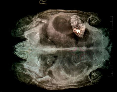 X Ray Reveals Turtle Pendant In Sick Tortoises Belly
