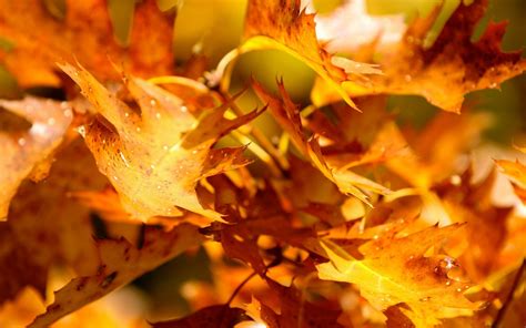 Free Download Orange Leaves Autumn Photography Desktop Wallpapers 5700