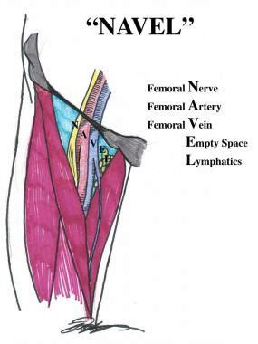 The inguinal canals are the two passages in the anterior abdominal wall of humans and animals which in males convey the spermatic cords and in females the round ligament of the uterus. femoral triangle (With images) | Anatomie