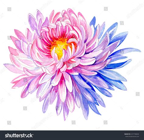Large Very Detailed Painting Chrysanthemum Flower Stock Illustration