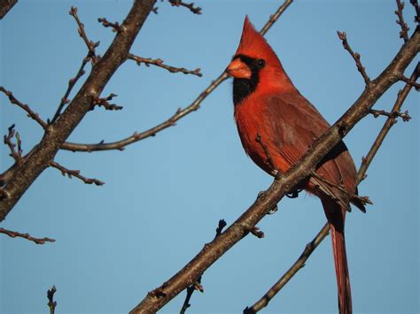 Northern Cardinal Birds And Blooms