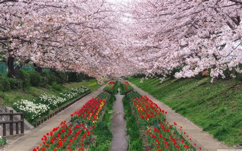 Spring In Japan Wallpapers Top Free Spring In Japan