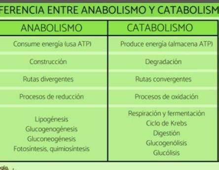 Cuadro Comparativo De Diferencias Y Semejanzas Entre Catabolismo Y