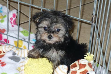 Welcome to huston yorkie puppies. View Ad: Poodle (Toy)-Yorkshire Terrier Mix Puppy for Sale ...
