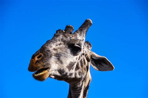 Giraffe Head Safari Free Photo On Pixabay Pixabay
