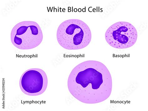 Types Of Blood Cells Diagram Diagram
