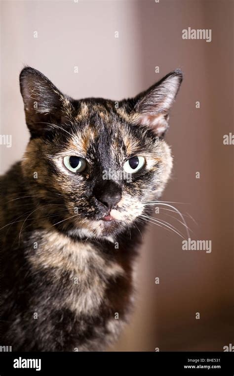 Brindle Cat Hi Res Stock Photography And Images Alamy