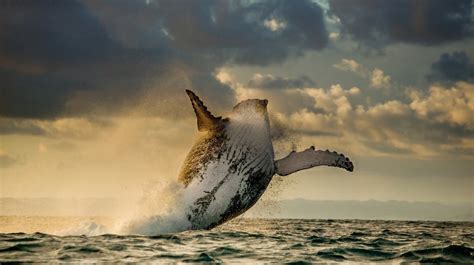 A Humpback Whale Breaching Full Hd Wallpaper And Background Image