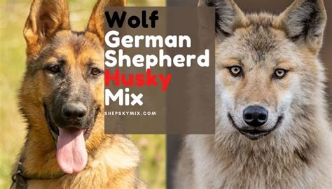 Wolf German Shepherd Husky Mix Dangerous Or Good • Shepsky Mix