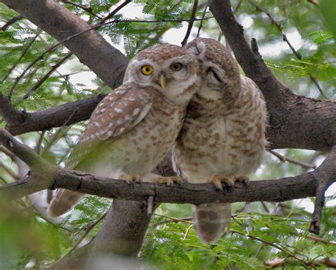 Birds Of Nepal Spotted Owlet In Nepal