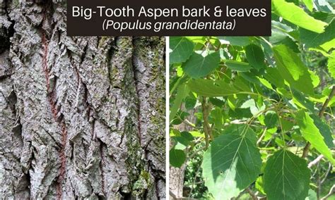 Poplar Trees 13 Varieties Leaves Bark Identification Ultimate Guide