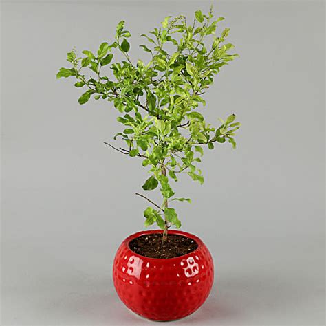 Tulsi Plant In Red Pot T Tulsi Plant With Pot Online Ferns N Petals